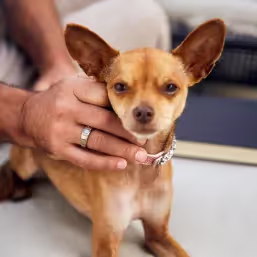 Small brown Chihuahua dog wearing a collar, held by a person's hand with a ring.