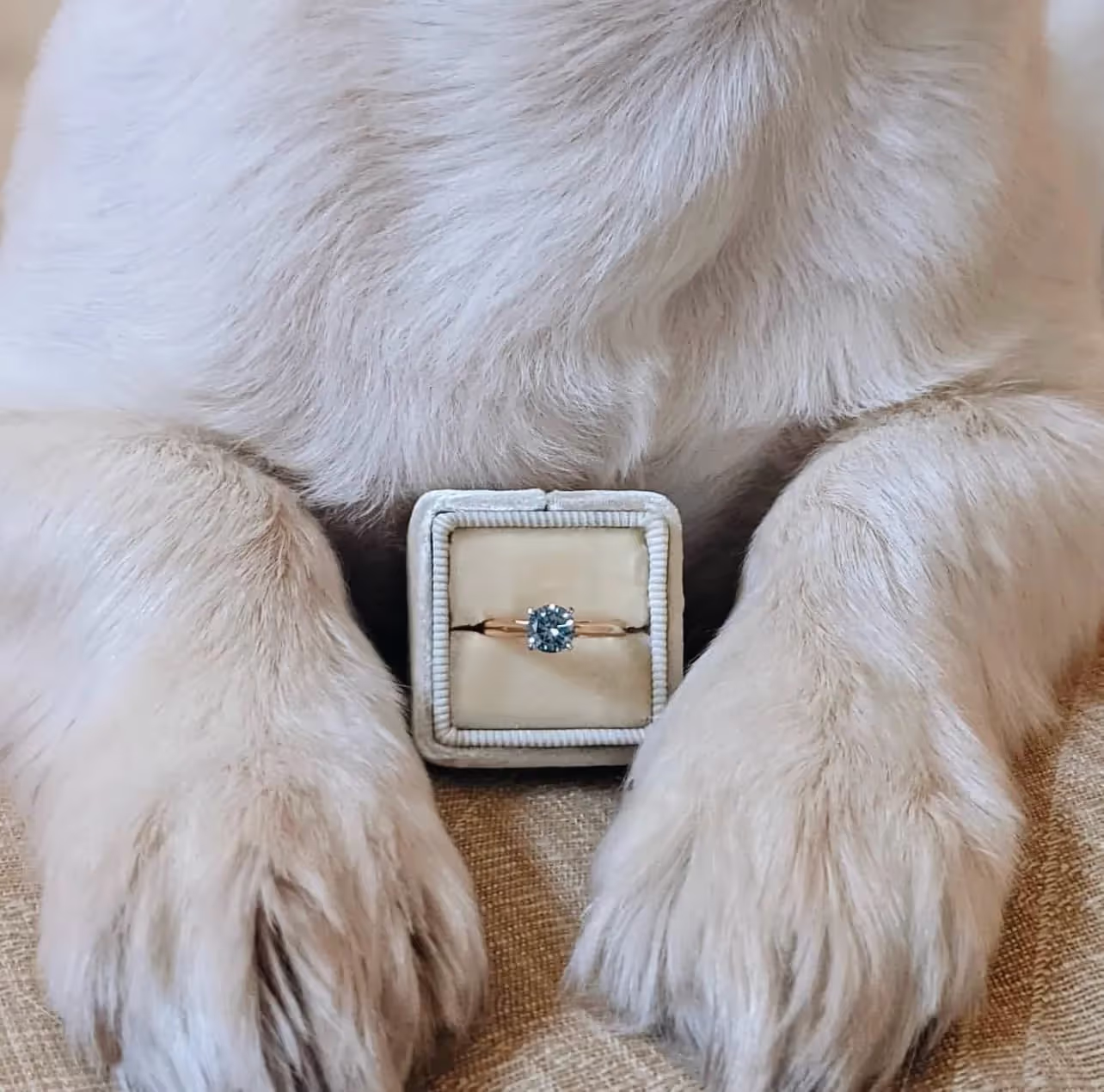 Close-up of a dog's front paws holding a velvet ring box with a gold ring featuring a blue gemstone.