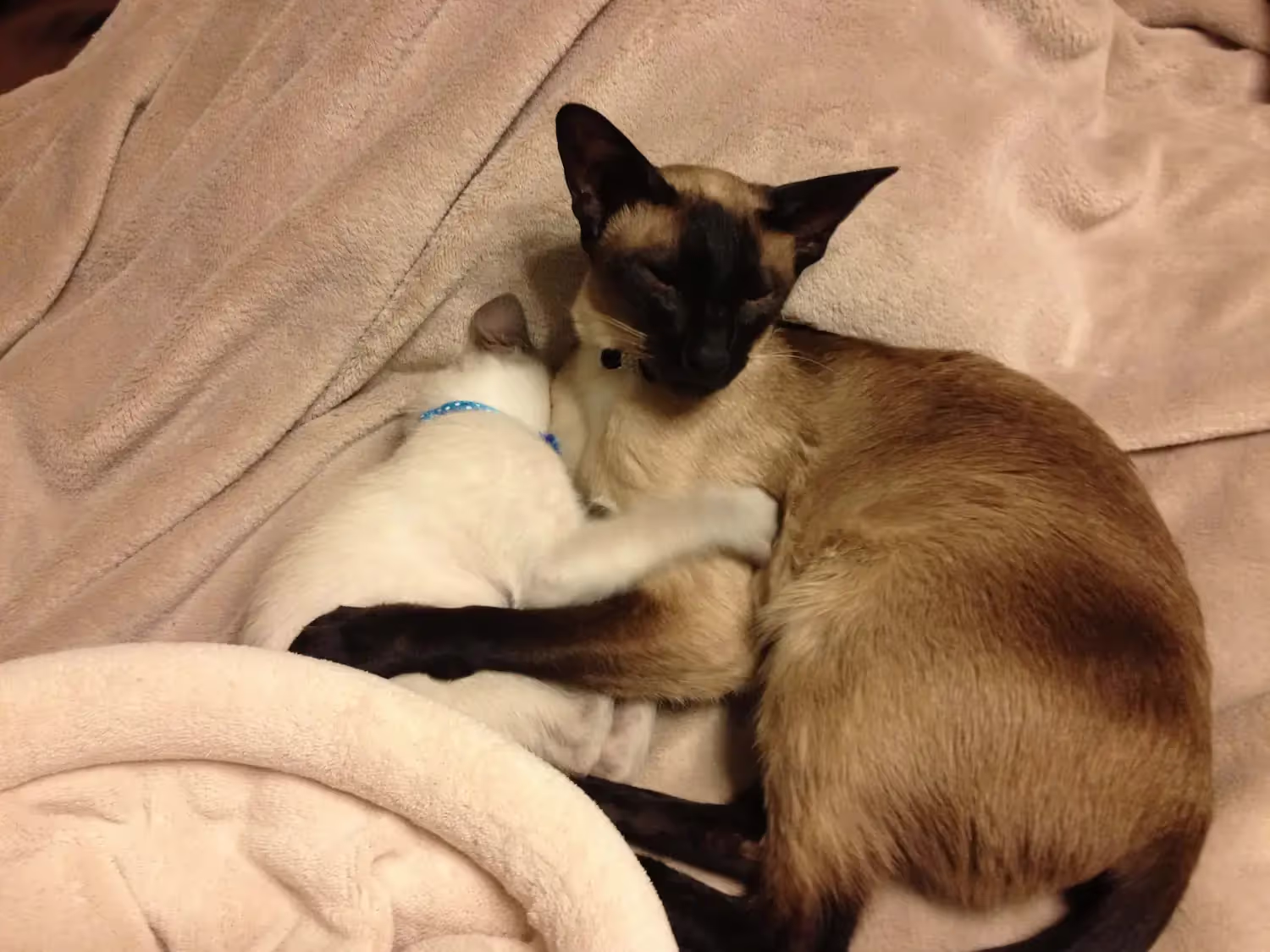 Picture of Chai the cat.
