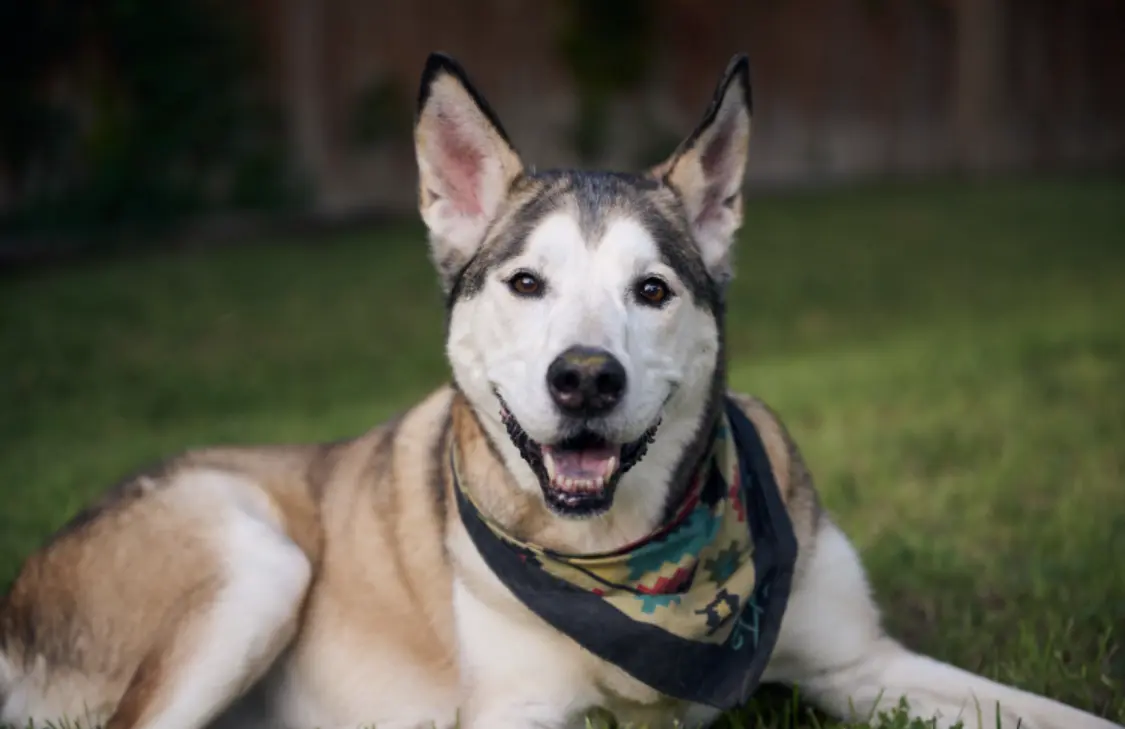 beautiful smiling Alaskan-Malamute mix dog