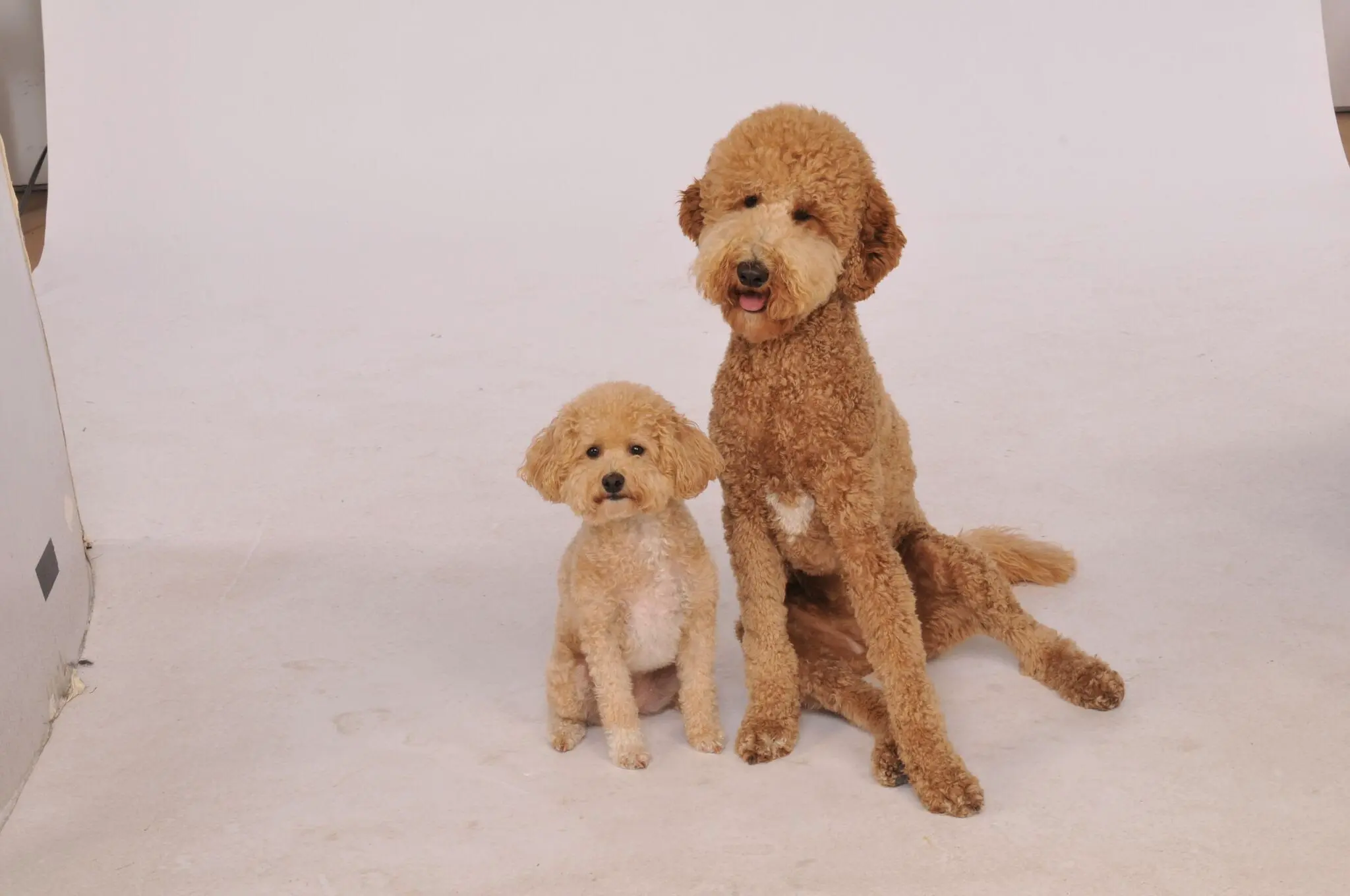 Sawyer, a large apricot doodle, sitting beside little Charlie in a white photo studio