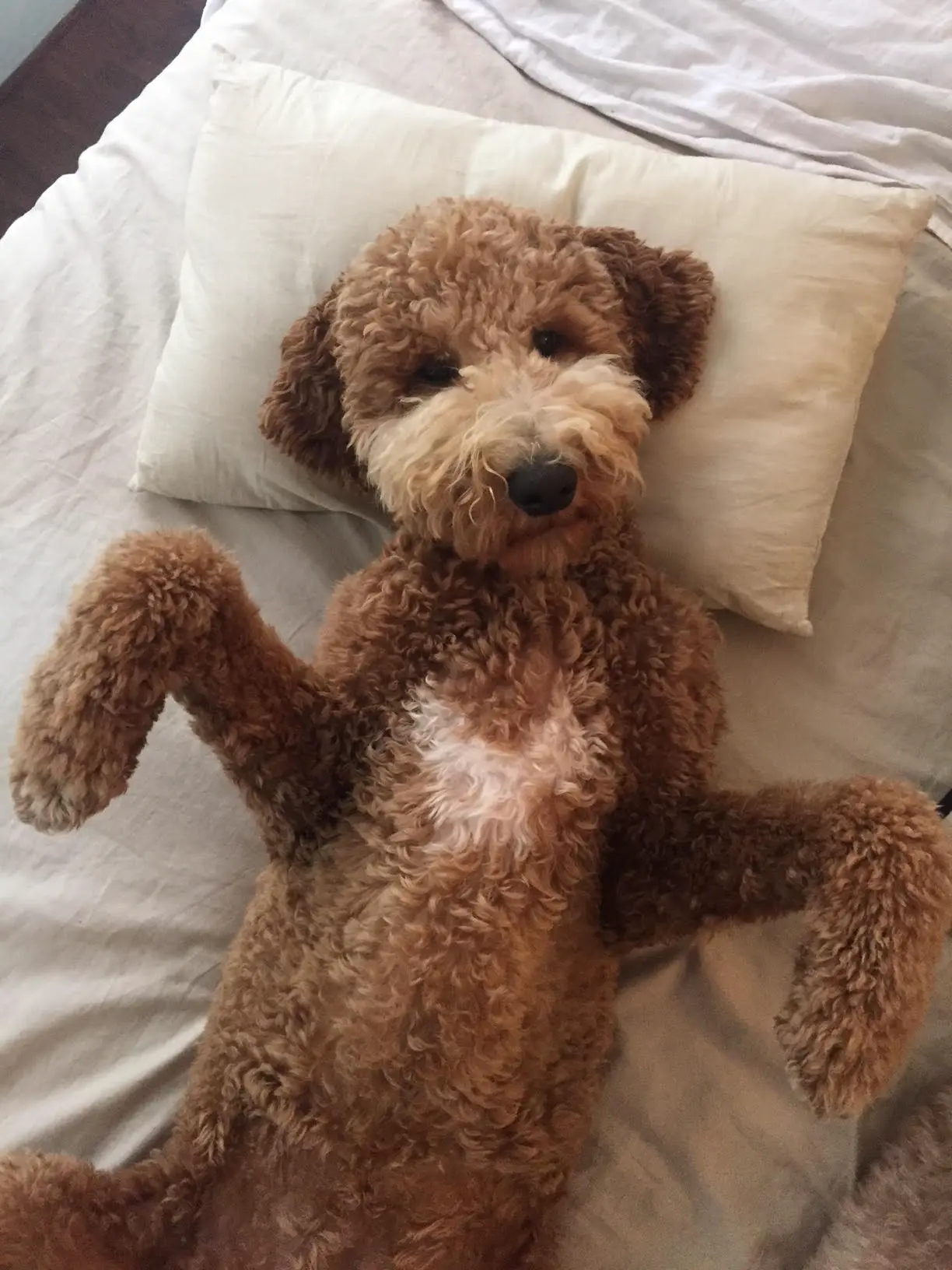 Sawyer lying on her back on a bed with her paws in the air