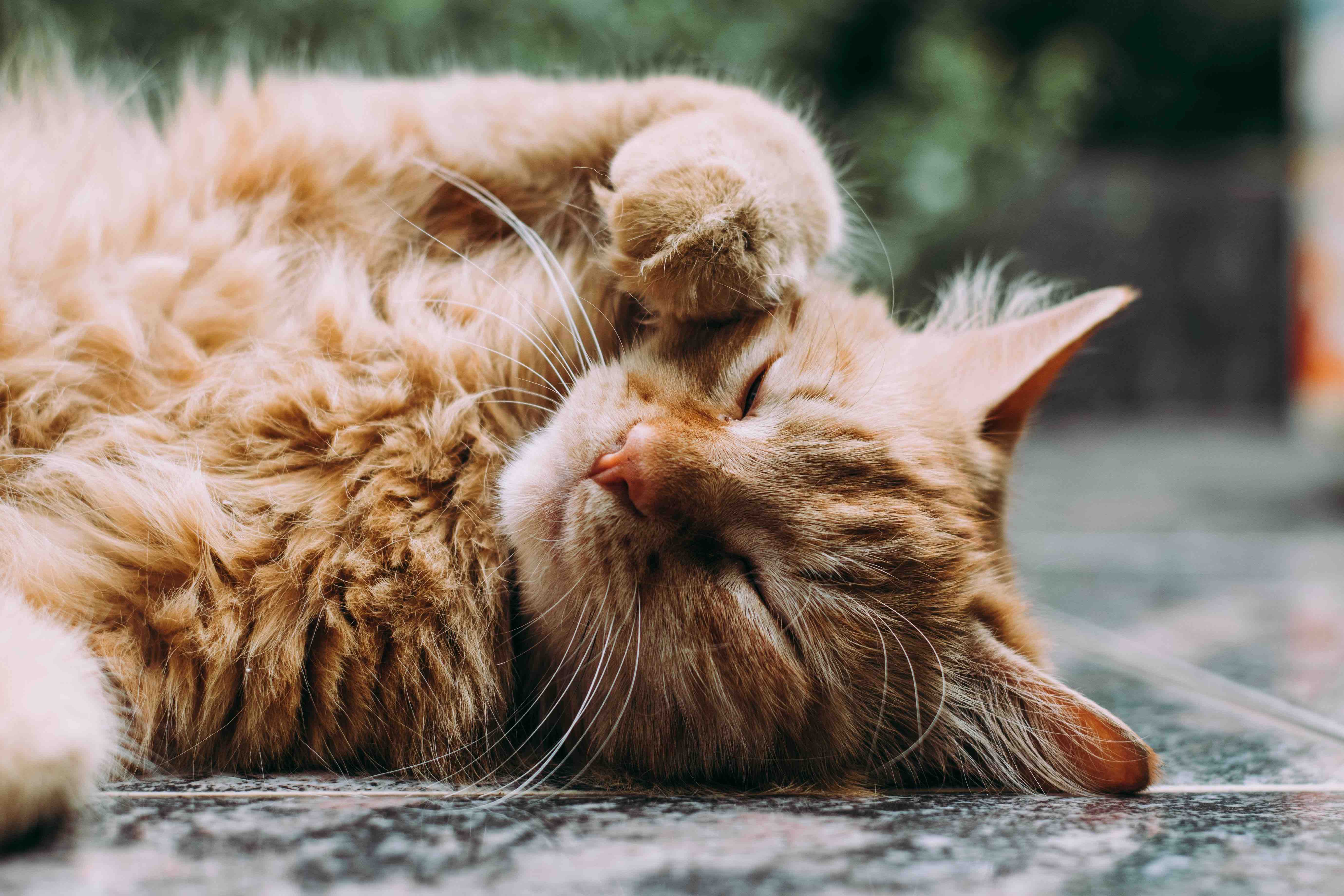 Fluffy orange cat stretched out asleep on the floor