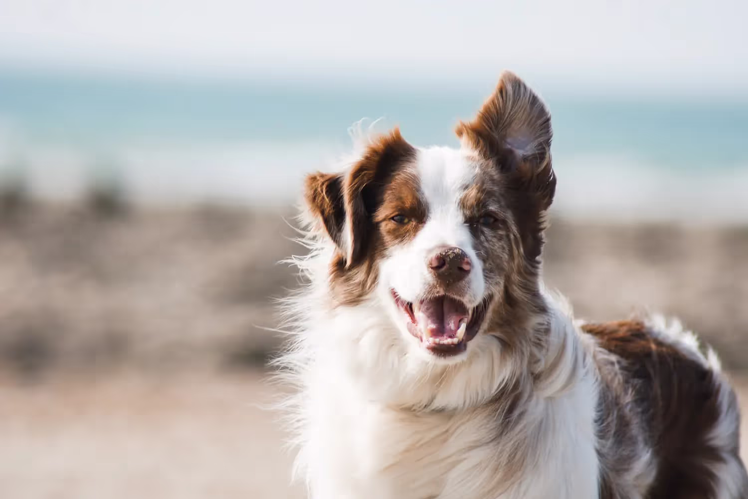 A happy dog outside.