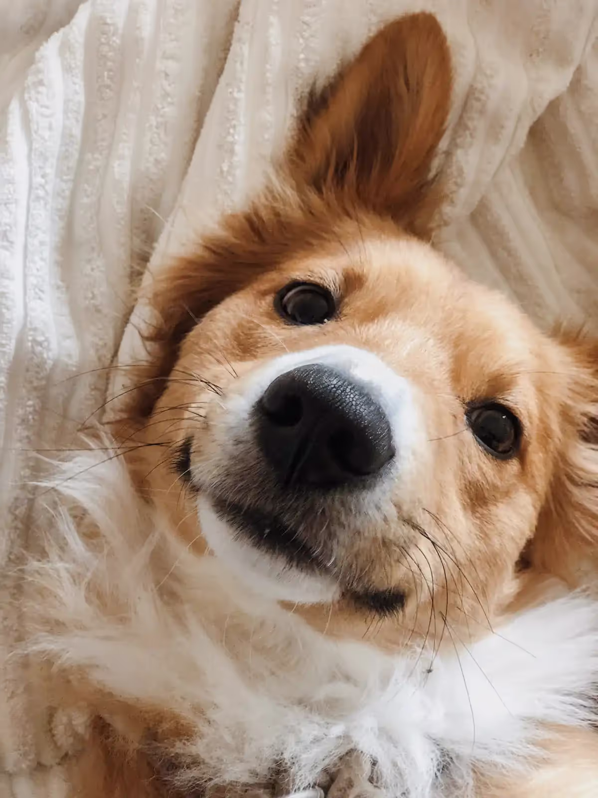 Cozy dog smiling at camera.