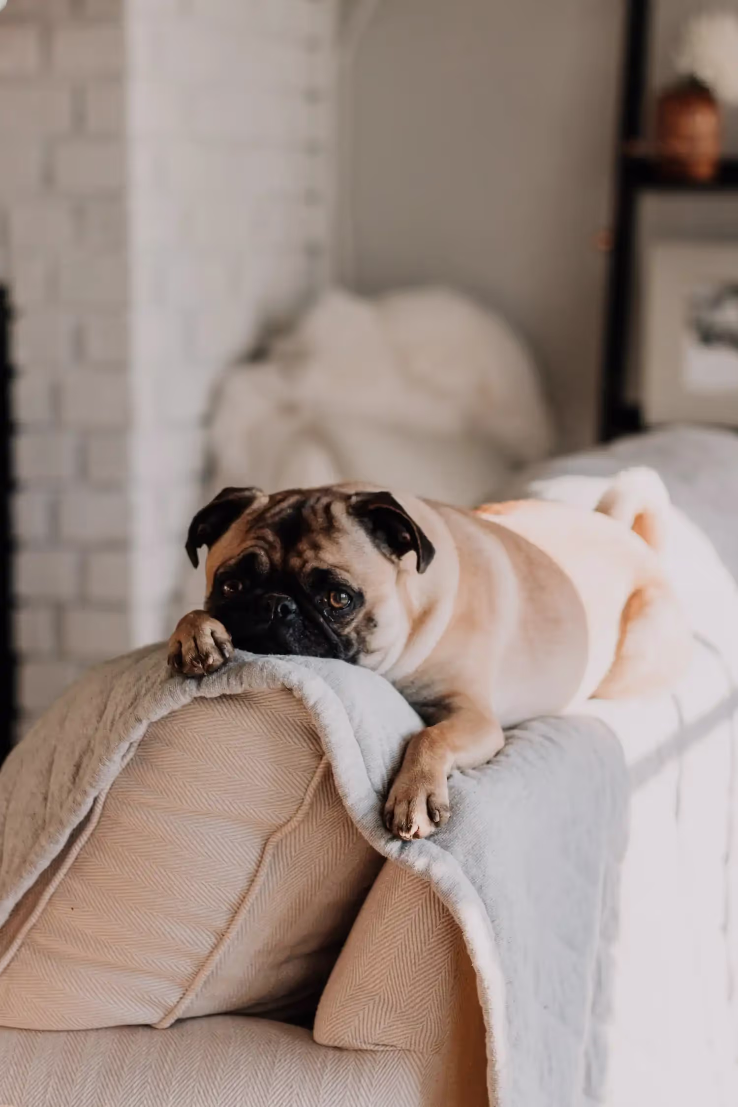 Pug laying on the top of a couch.